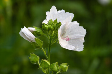 white flowers of musk mallow