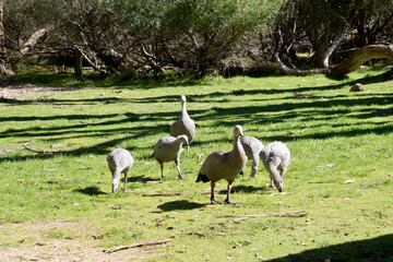 the gaggle of cape barren geese are made up of 4 chicks and the parents