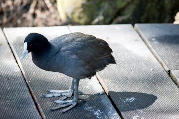 the eurasian coot is a black water bird