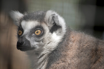 Naklejka na ściany i meble the ring tailed lemur have a black snout white face and ears and brown on their body