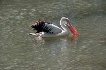 the pelican is a black and white sea bird. the pelican has a yellow eye and a pink bill