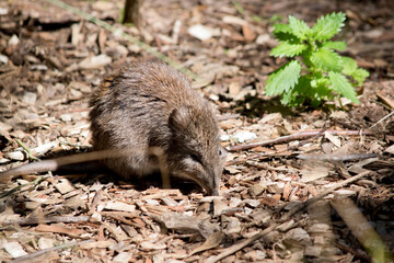the long nose potoroo is searching for food