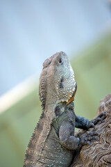 this is a close up of a water dragon