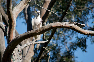 the sulphur cested cockatoo is perched in a tree