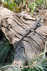 the water dragon is on a log