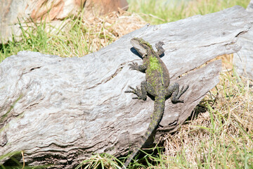 the water dragon is covered in moss