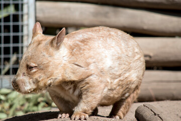 the hairy nosed wombat is a marsupial that lives underground