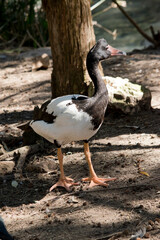 the magpie goose is a black and white goose