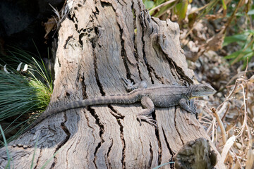 the water dragon lizard is on a log