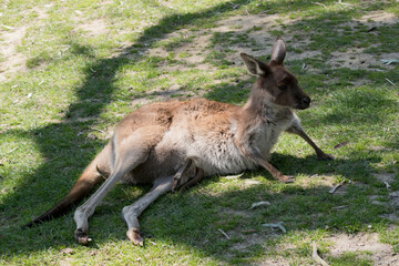 Naklejka na ściany i meble the western grey kangaroo has a joey in its pouch. the joeys legs are sticking out of her pouch