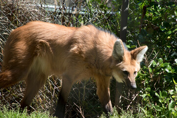 the maned wolf stands about 1 meter tall