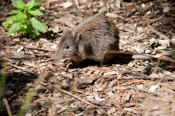 the long nosed potoroo looks like a rat