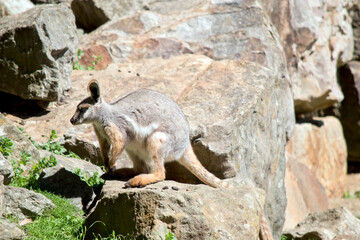 this is a side view of a young yellow footed rock wallaby