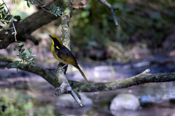 the yellow tufted honey eater is perched in a tree