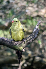 this is a female regent parrot