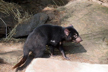 this is a side view of a Tasmanian Devil