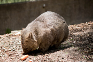 the wombat walks on a four legs just like a dog