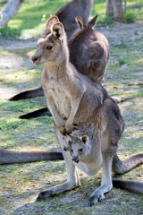 the western grey kangaroo has a joey in her pouch