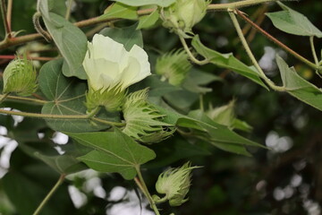 cotton plant full of white cotton flowers and fruits