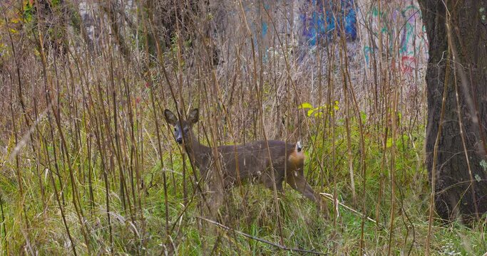 Roe deer in the forest during early Autumn.