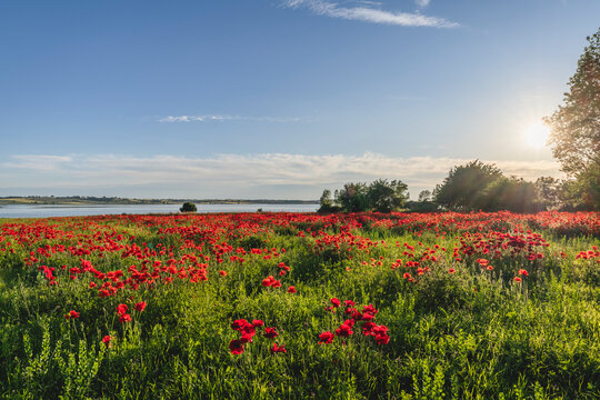 Bed of blooming poppies at sunset