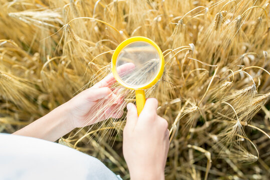 Little girl examining wheat ears in field, with magnifying glass