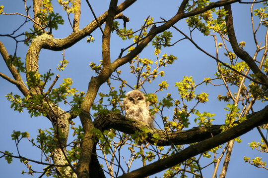 Germany, Low angle view of owlet perching on tree branch in spring