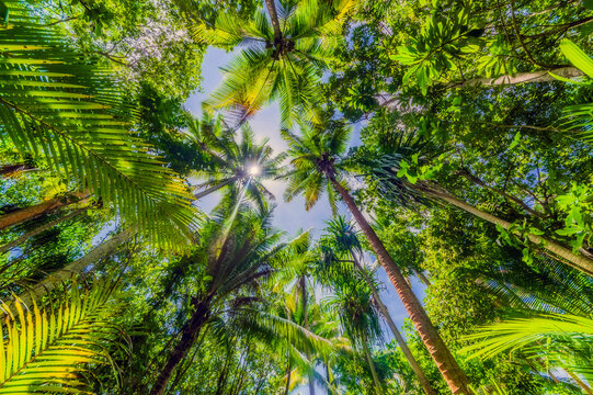 Papua New Guinea, Milne Bay Province, Directly below view of green tall palm trees in summer