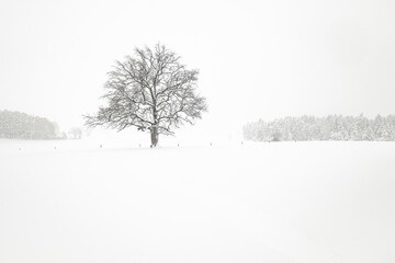 Winter landscape with single tree