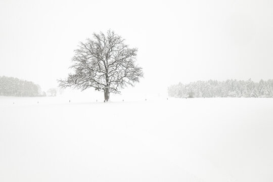 Winter landscape with single tree
