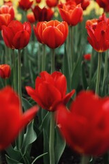 Obraz premium field of tulips