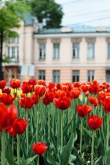 Fototapeta premium tulips
