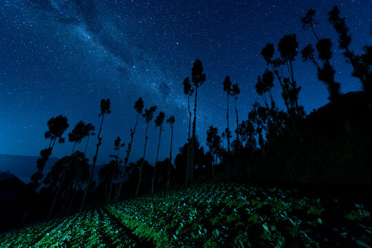 Indonesia, East Java, Silhouettes of trees standing against Milky Way galaxy on starry night sky