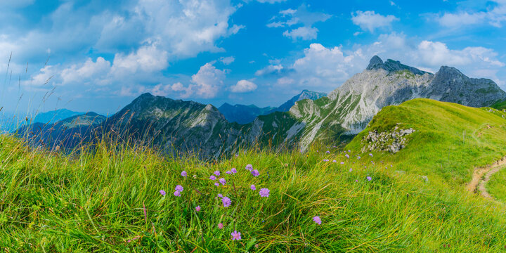 Germany, Bavaria, Allgaeu, Allgaeu Alps, Armeria alpina flowers, panoramic view
