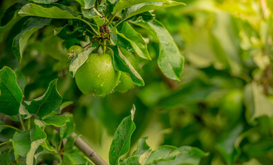 Beautiful apple tree on the peaceful garden