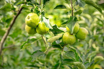 Beautiful apple tree on the peaceful garden