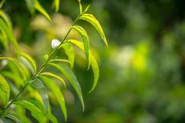 Fine peach tree in the peaceful garden