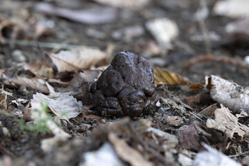 Wild boar pig poo in the forest
