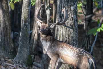 male fallow deer in love season in the forest in autumn