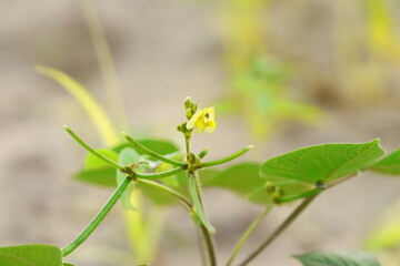 Pods of mung beans on the plants in the field with mung flower