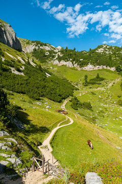 Austria, Tyrol, Maurach, Rofan Mountains, grazing horses