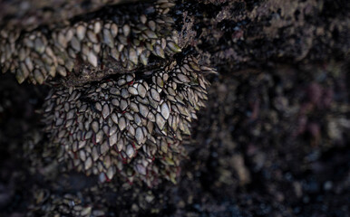 barbacles on the sea rocks 
