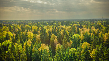 mixed forest near Moscow in September
