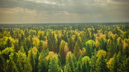 Crédence de cuisine en verre imprimé Bouleau mixed forest near Moscow in September