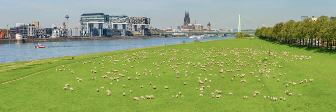 Germany, Cologne, view to the city with Rhine River and flock of shep on Poller Wiesen in the foreground