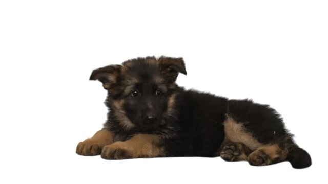 German shepherd puppy 
