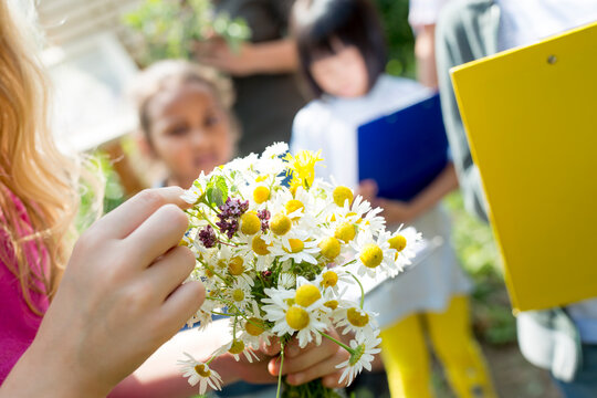 School children learning about herbs in nature studies, girl holding bunch of chamomile