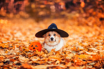 cute corgi dog puppy lies among the fallen leaves in autumn sunny park in the halloween witch's hat