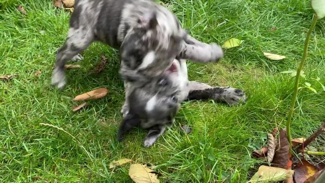 Two adorable merle color french bulldog puppies.
