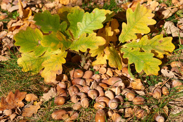 Eicheln auf dem Waldboden im Herbst